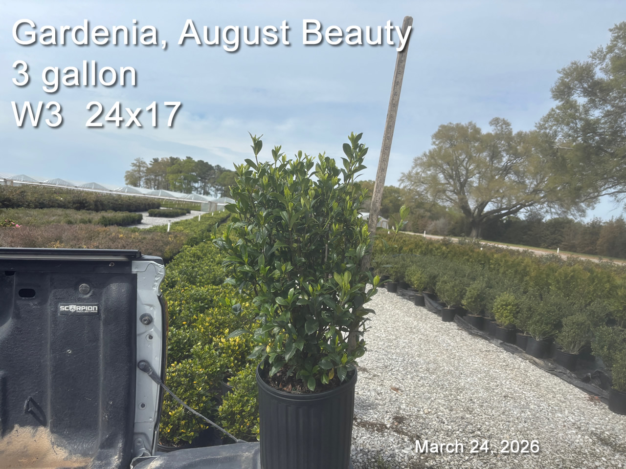 gallery/gab3 w3 mar24.jpg